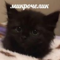 кисикиси мяумяу